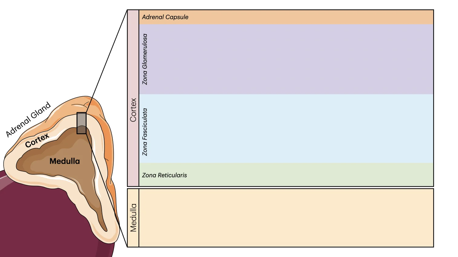 Blank adrenal gland diagram for practice
