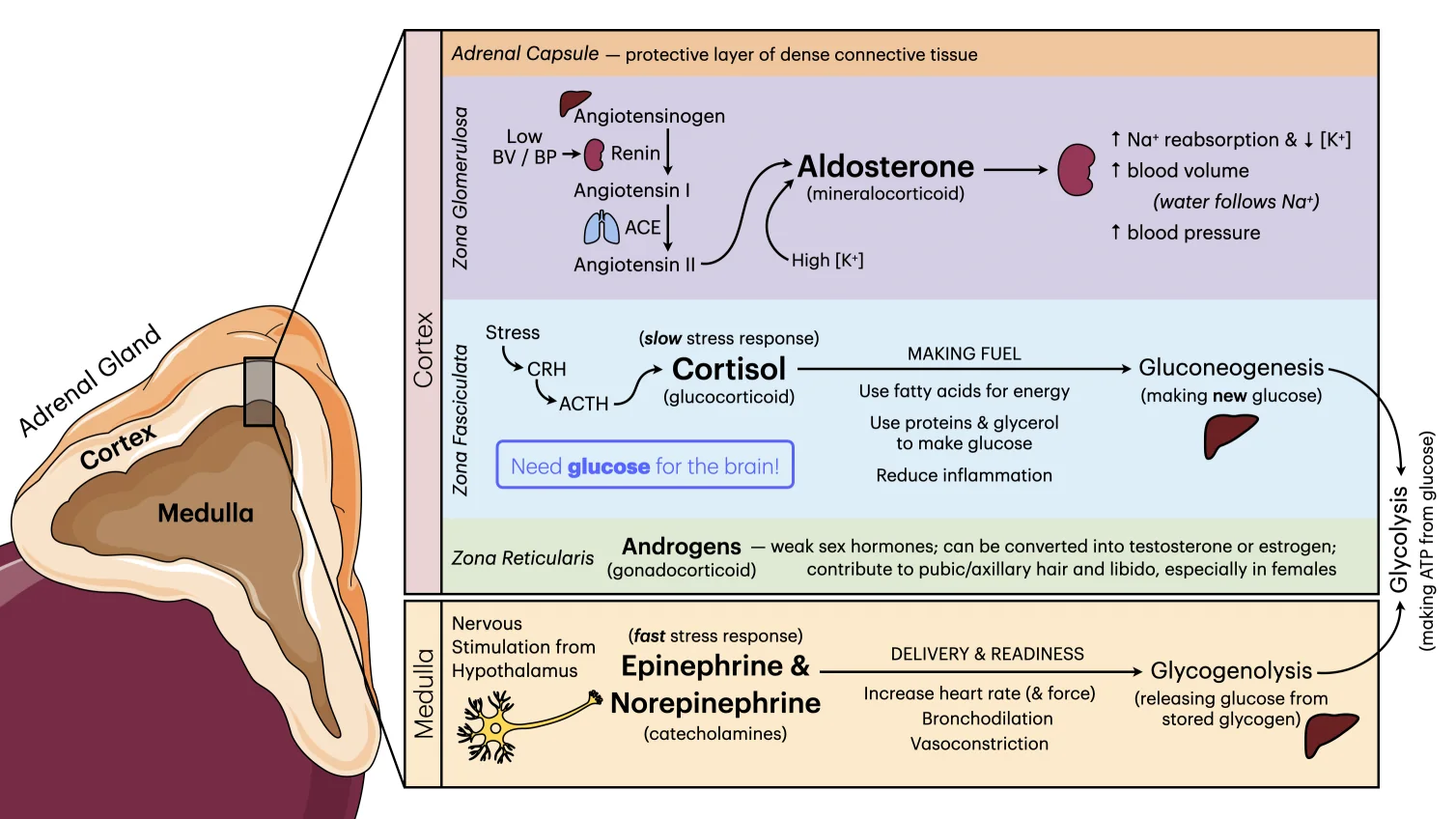 Labeled adrenal gland diagram