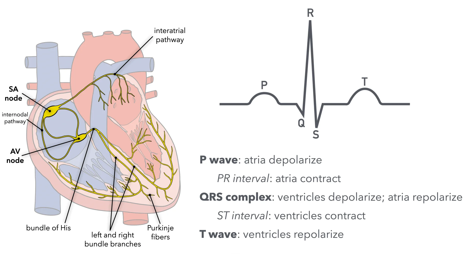Labeled cardiac conduction and EKG diagram